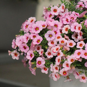 Calibrachoa " Light Pink Blast " 50 Pcs Flowers Seeds