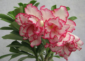 Adenium Hybrid " Dream " 5 Pcs Flowers Seeds South Africa