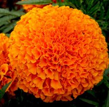 Load image into Gallery viewer, African Marigold &quot; Clinton&quot; 70 Pcs Flowers Seeds