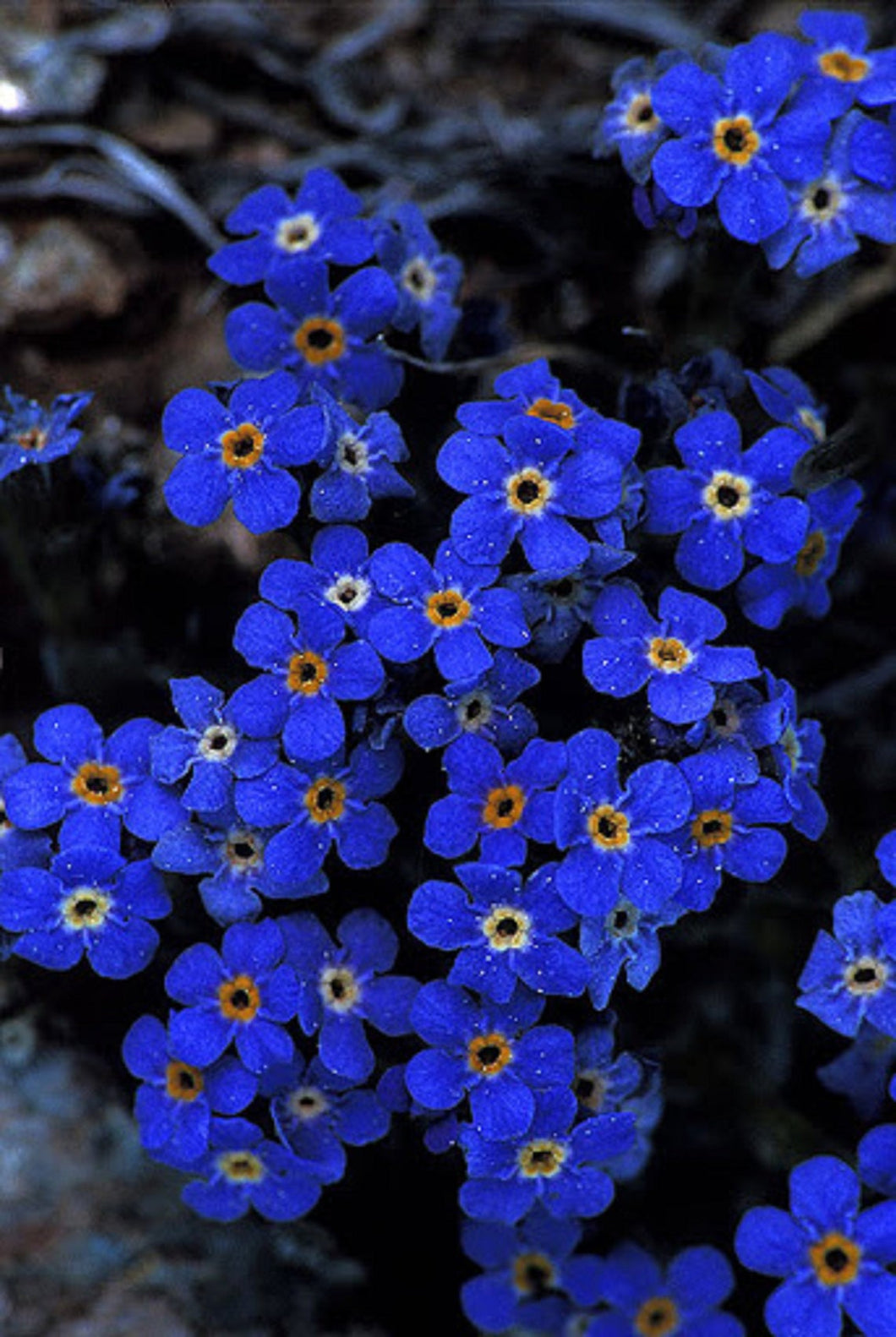 Alpine Forget-me-not Flowers 120 Pcs Flowers Seeds