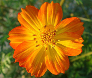 Cosmos Sulphureus 50 Pcs Flowers Seeds