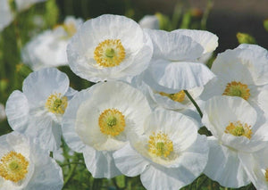 Poppy 70 Pcs Flowers Seeds - ' Bridal Silk '