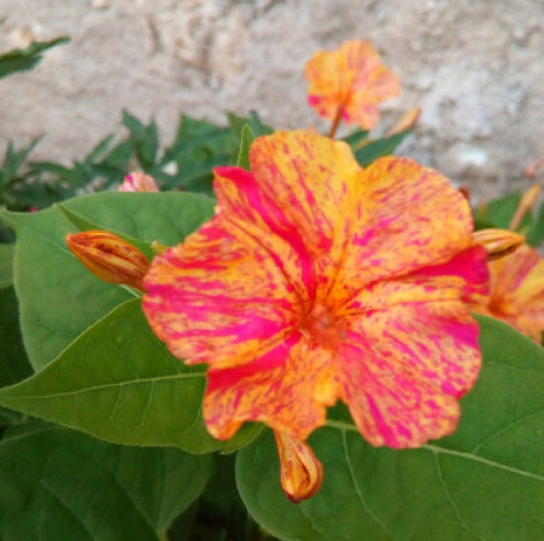 Mirabilis Jalapa 10 Pcs Flowers Seeds