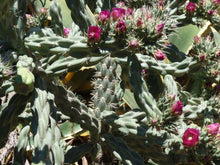Load image into Gallery viewer, Opuntia imbricata (Cylindropuntia)  10 seeds Cacti .