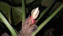 Load image into Gallery viewer, Philodendron fragrantissimum 10 seeds