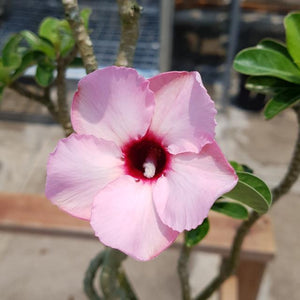 Adenium "Pink Princess" 5 Pcs Flowers Seeds South Africa
