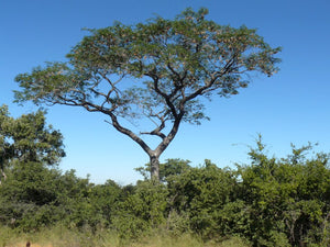 Pterocarpus angolensis KIAAT 10 seeds