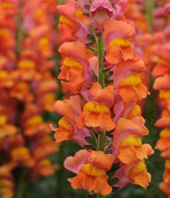 Load image into Gallery viewer, Snapdragon &quot; Potomac&quot; 50 Pcs Flowers Seeds