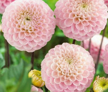 Load image into Gallery viewer, Dahlia Pompon Wizard of Oz 60 Pcs Flowers Seeds