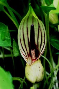 Sauromatum diversifolium 15 seeds Tanzania