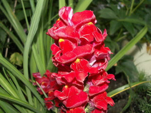 Snapdragon Ruby 50 Pcs Flowers Seeds