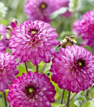 Load image into Gallery viewer, Dahlia 60 Pcs Flowers Seeds - &#39;Romantica&#39;