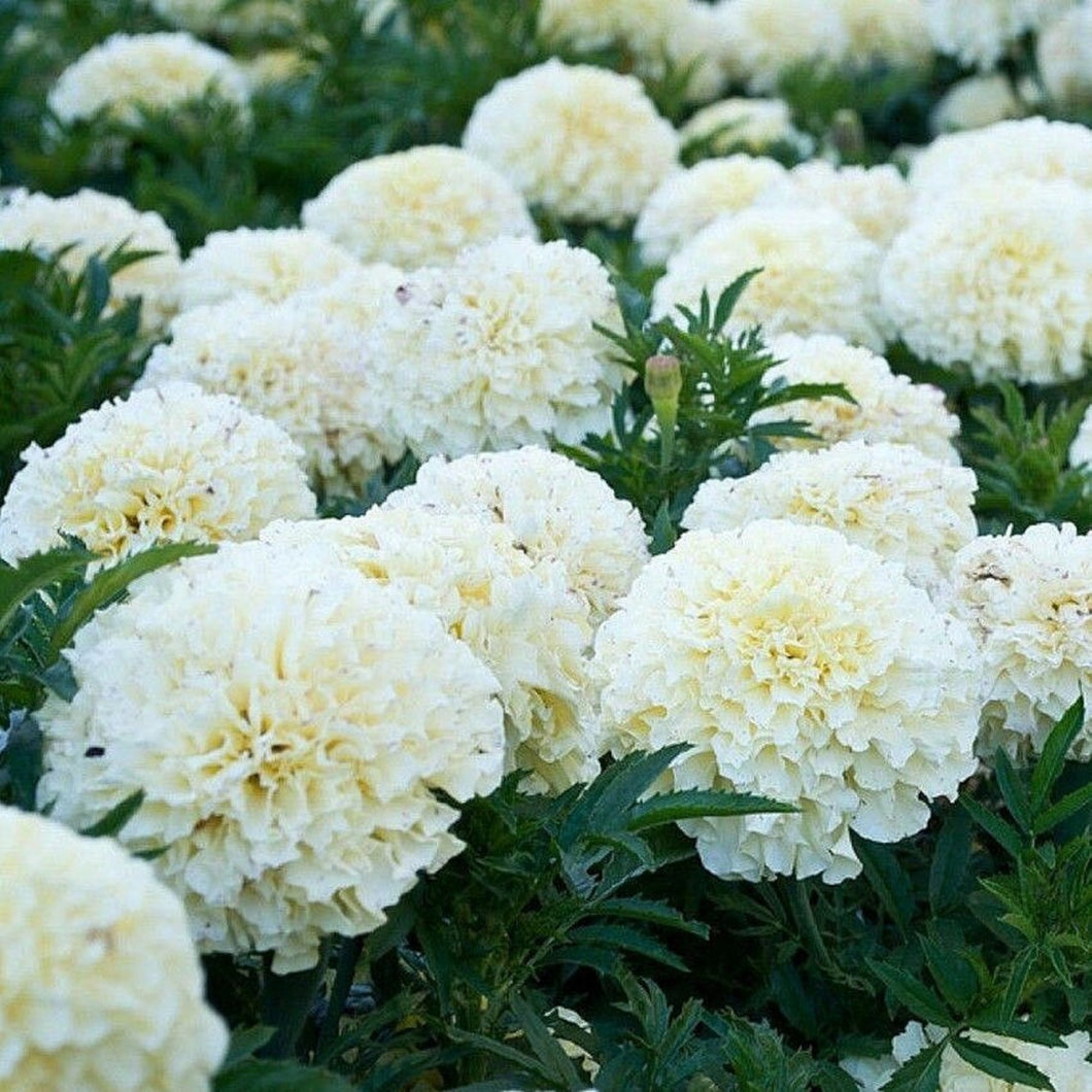 French White Marigold 70 Pcs Flowers Seeds