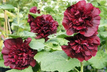 Load image into Gallery viewer, Hollyhock &quot;Majorette&quot; 25 Pcs Flowers Seeds