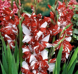Gladiolus "Sweetie" 20 Pcs Flowers Seeds