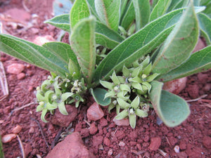 Vangueria cinnamomea 4 seeds Namibia