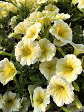 Load image into Gallery viewer, Petunia Sunshine 100 Pcs Flowers Seeds