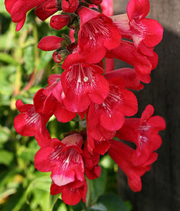 Penstemon Red Bells 20 Pcs Flowers Seeds