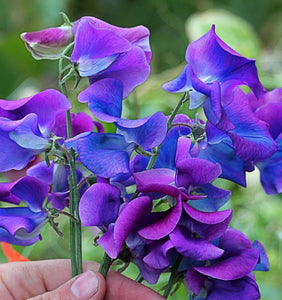 Sweet Peas " Blue Velvet " 40 Pcs Flowers Seeds