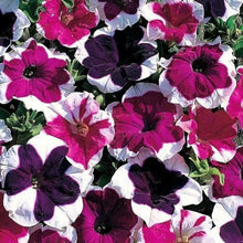 Load image into Gallery viewer, Multi Picotee Petunia 100 Pcs Flowers Seeds
