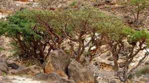 Boswellia popoviana 25 seeds Socotra