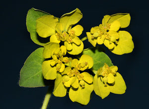 Euphorbia verruculosa 8 seeds