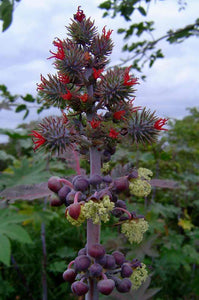 Ricinus communis 8 seeds