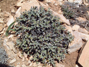 Euphorbia lavrani 10 seeds