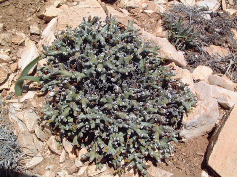 Euphorbia lavrani 10 seeds