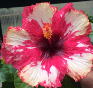Hibiscus " Kiss " 50 Pcs Flowers Seeds