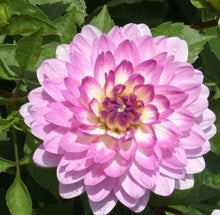 Load image into Gallery viewer, Dahlia 60 Pcs Flowers Seeds - &#39;Bitsy&#39;