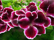 Load image into Gallery viewer, Geranium &quot; Splash &quot; 5 Pcs Flowers Seeds