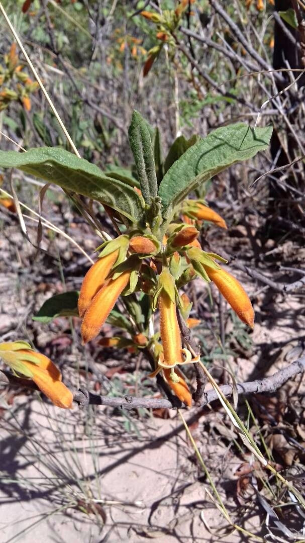 Ancylanthos rubiginosus 7 seeds Zimbabwe