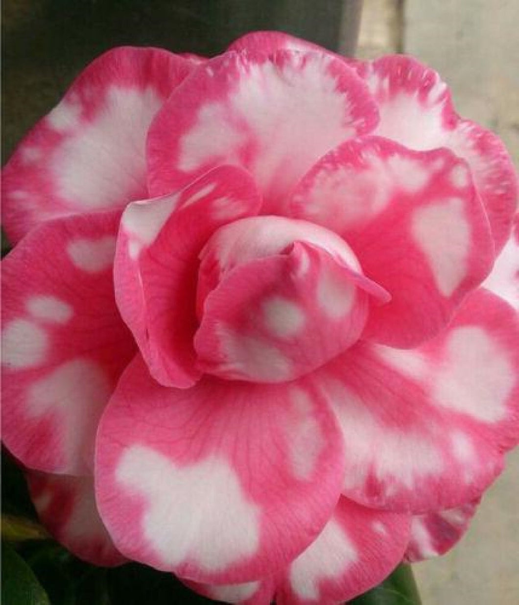 Adenium Obesum Spotted 5 Pcs Seeds South Africa