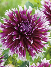 Load image into Gallery viewer, Dahlia Alauna Clair-Obscur 60 Pcs Flowers Seeds