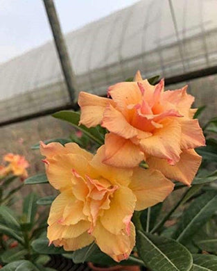 Adenium 'Orange Queen' 5 Pcs Flowers Seeds South Africa
