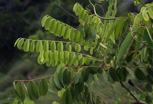 Byrsocarpus orientalis 5 seeds