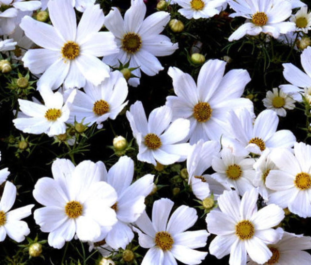 Cosmos Purity 50  Pcs Flowers Seeds