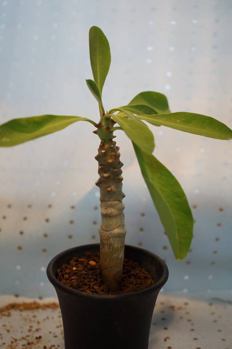 Euphorbia leistneri 8 seeds