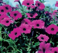 将图片加载到图库查看器，Petunia Laura Bush 100 Pcs Flowers Seeds