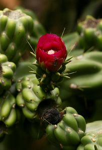 Opuntia imbricata (Cylindropuntia)  10 seeds Cacti .
