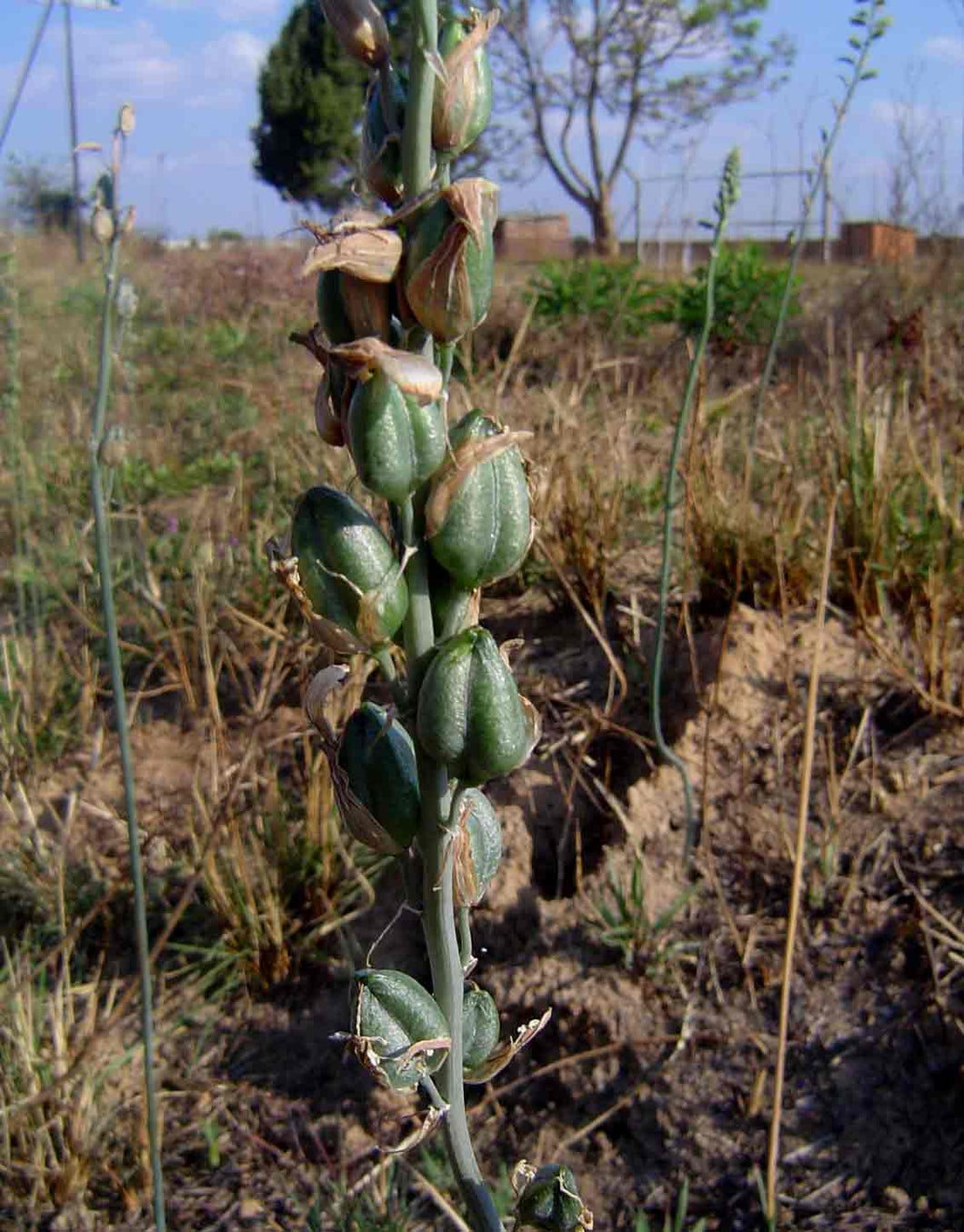 Albuca abyssinica 15 seeds Tanzania