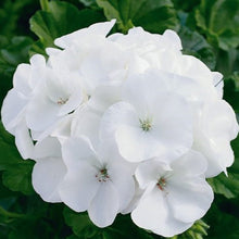 Load image into Gallery viewer, Geranium Maverick White 5 Pcs Flowers Seeds