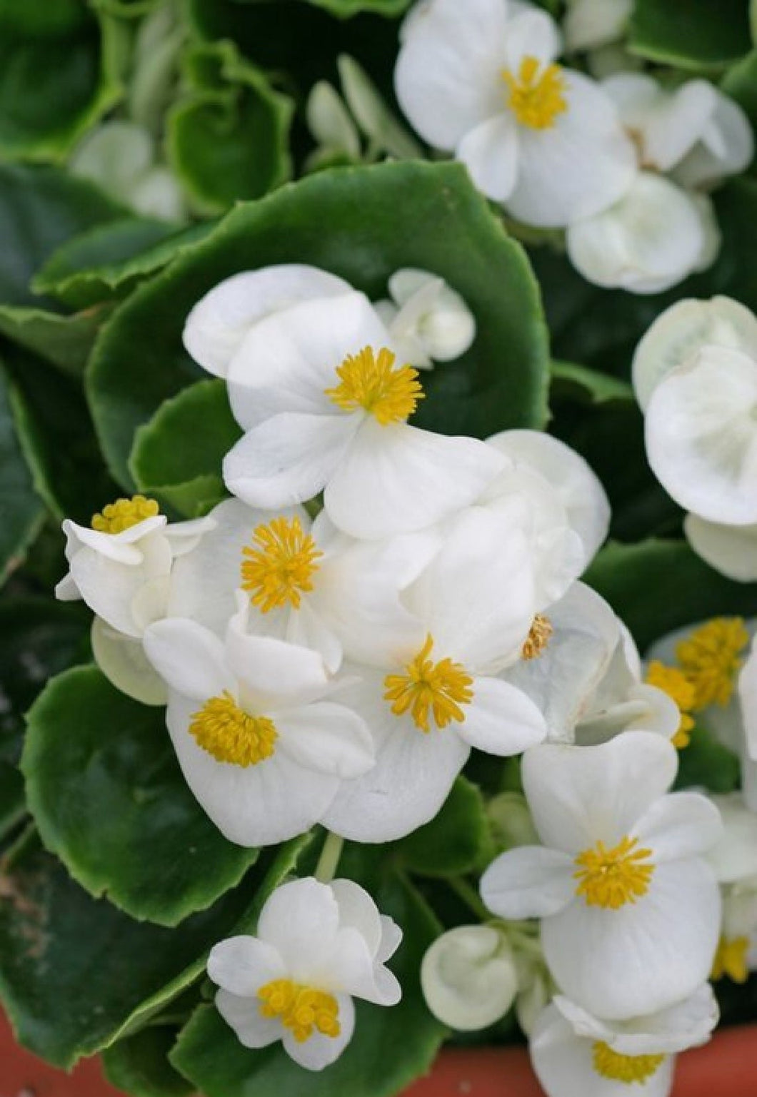 Begonia 5 Pcs Flowers Seeds - ' Wax White '