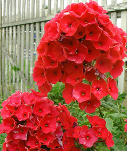 Red Drummond Phlox 70 Pcs Flowers Seeds