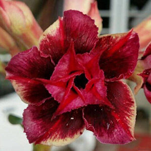 Adenium " Blood Heart " 5 Pcs Flowers Seeds South Africa