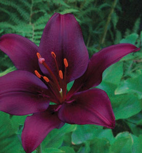Dark Purple Lilium 12 Pcs Flowers Seeds
