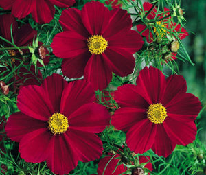 Cosmos Red Versailles 50 Pcs Flowers Seeds