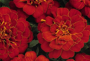 Marigold Red Durango 70 Pcs Flowers Seeds
