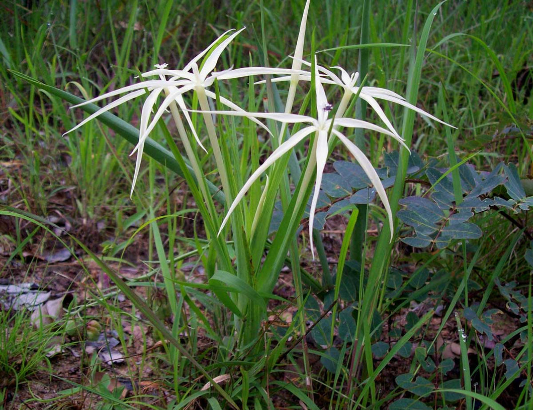 Lapeirousia odoratissima 20 seeds